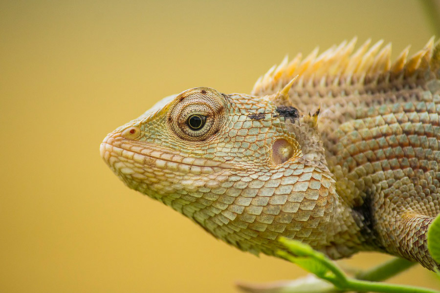 Animal caméléon jaune