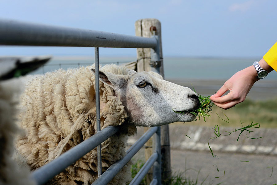 Nourrir les moutons de la ferme
