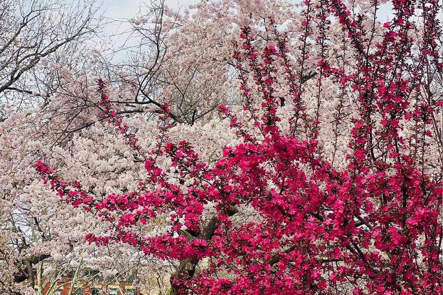 Zweig Bach Park Baumblüte für den Frühling