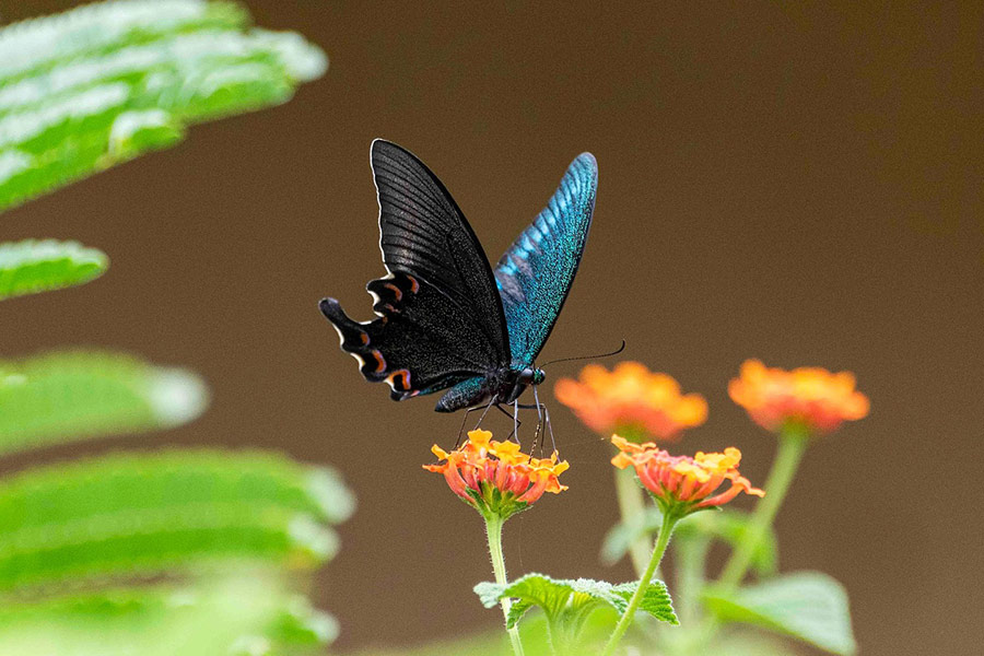 Farfalla coda di rondine nera alpina