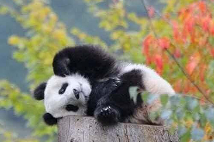 Babypanda speelt