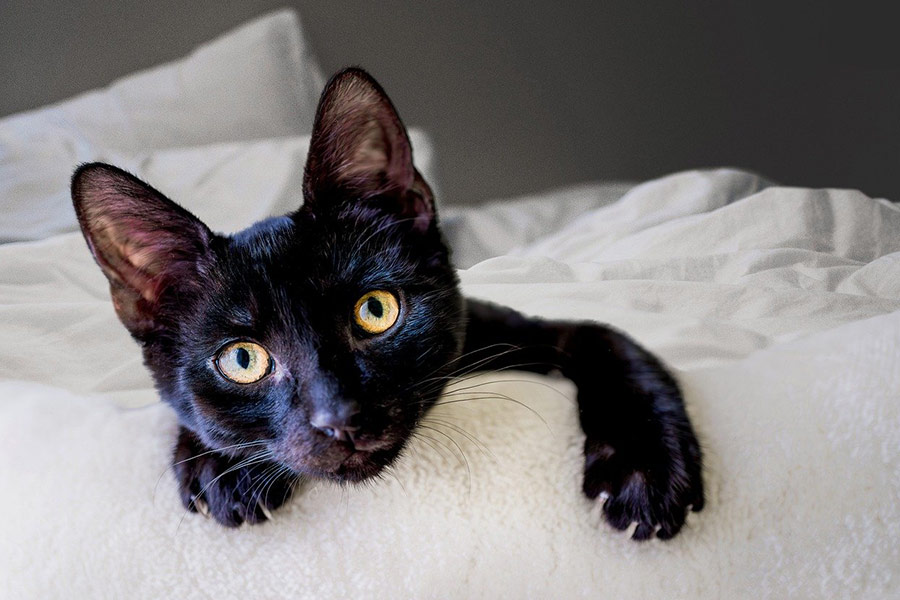Europese kortharige zwarte kat
