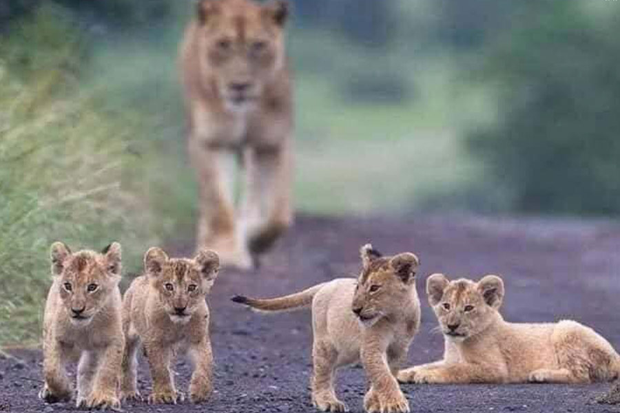 Mama leeuw met vier kleine welpen
