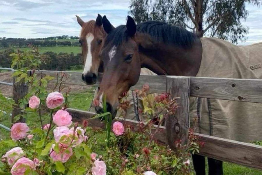 Volbloedpaarden