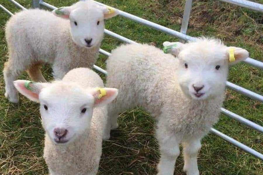 Drie kleine schaapjes in kooi