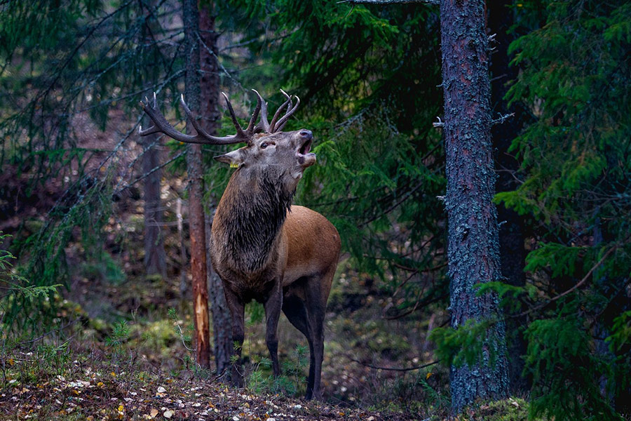 Cerf écorché Norvège