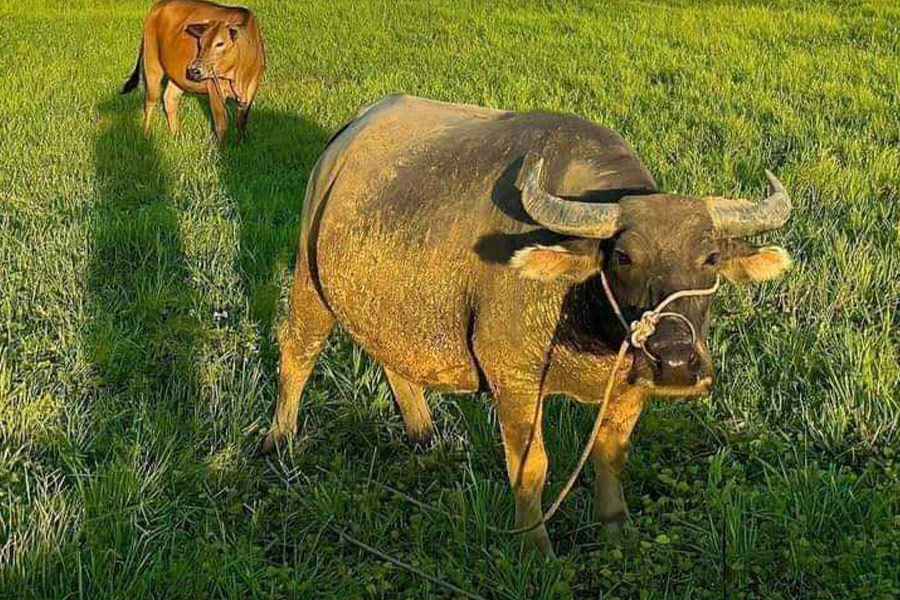 Buffle d'eau domestique, animal carabao