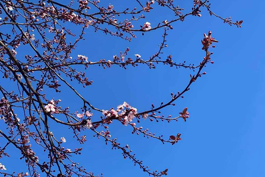 Kirschblüte unter blauem Himmel