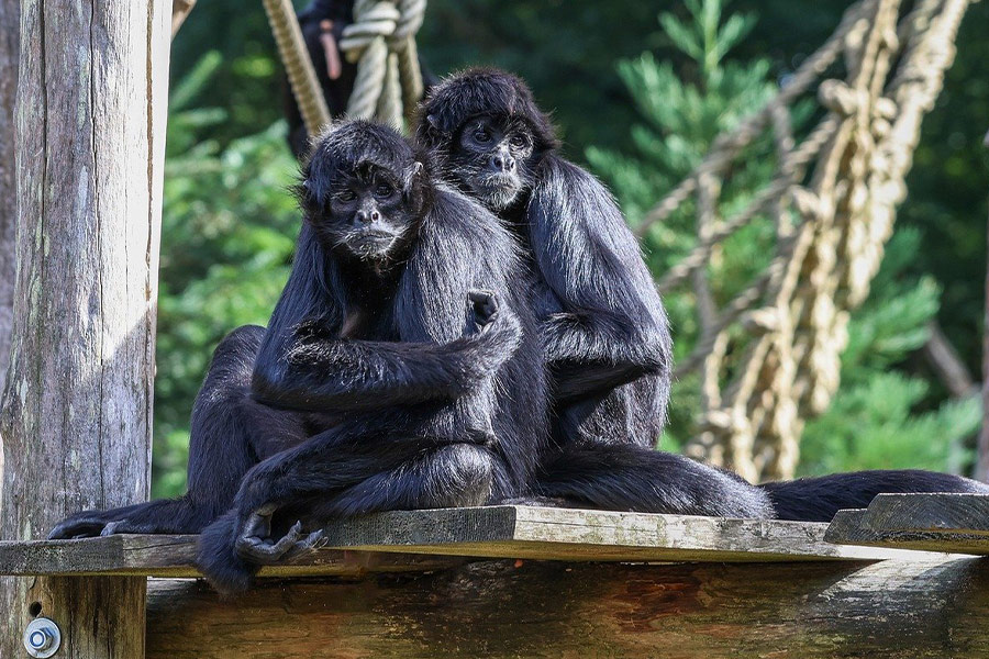 Primates singes