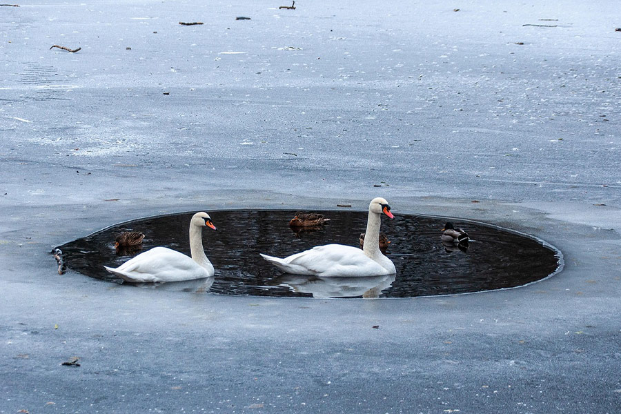 Lac gelé avec des cygnes nageant