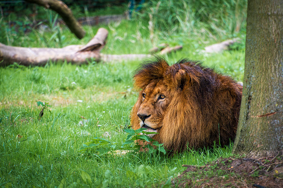 Vieux gros chat prédateur lion