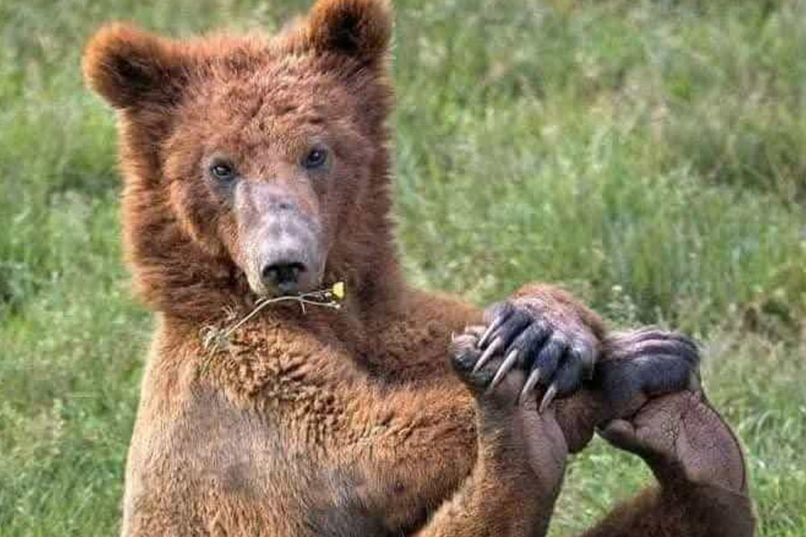 Monsieur l'ours macabre, levez le pied
