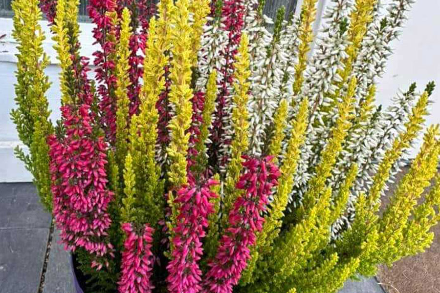 Calluna-Pflanze mit Blüten mischen