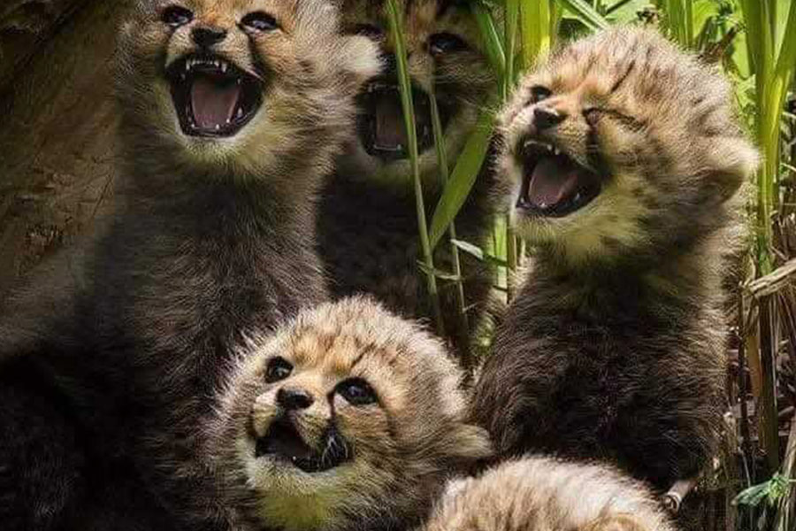Babycheeta