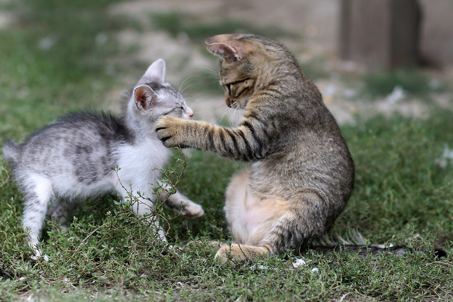 Twee kleine kittens spelen