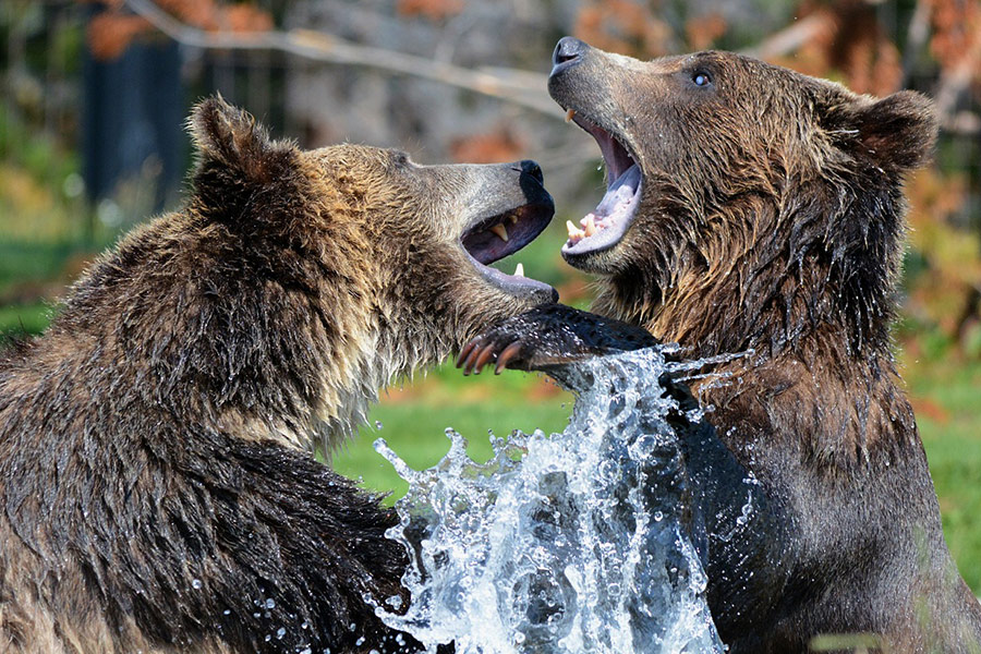 Sparrende grizzlyberen