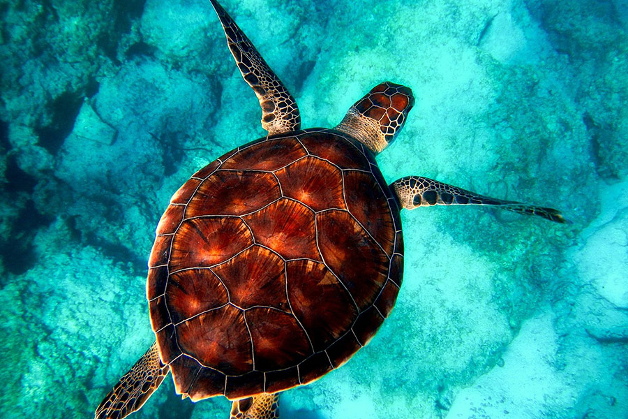 Zeeschildpad zwemmen