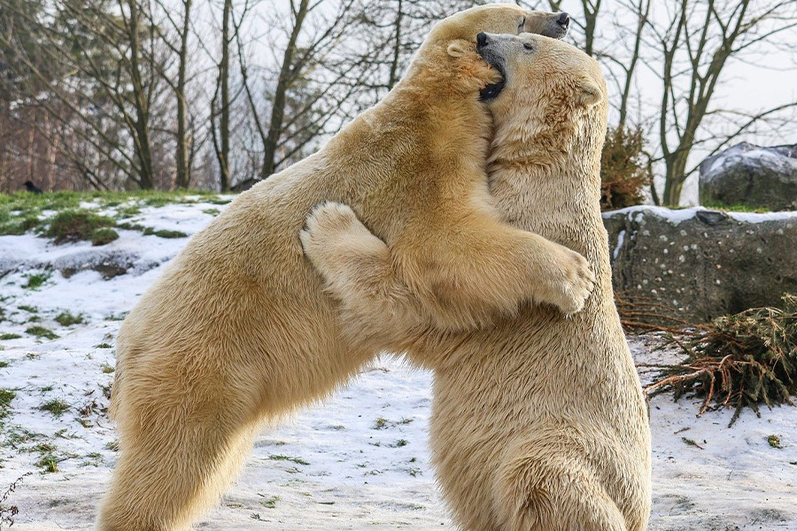 Les ours polaires se battent debout