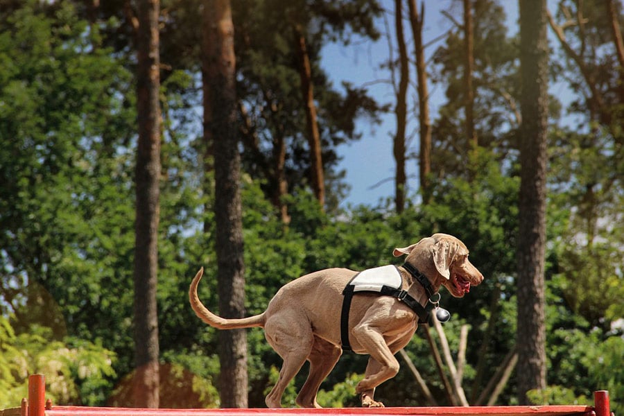 Dressage de chien