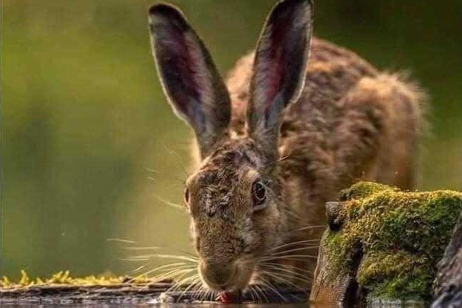 Eau potable pour lapin sauvage