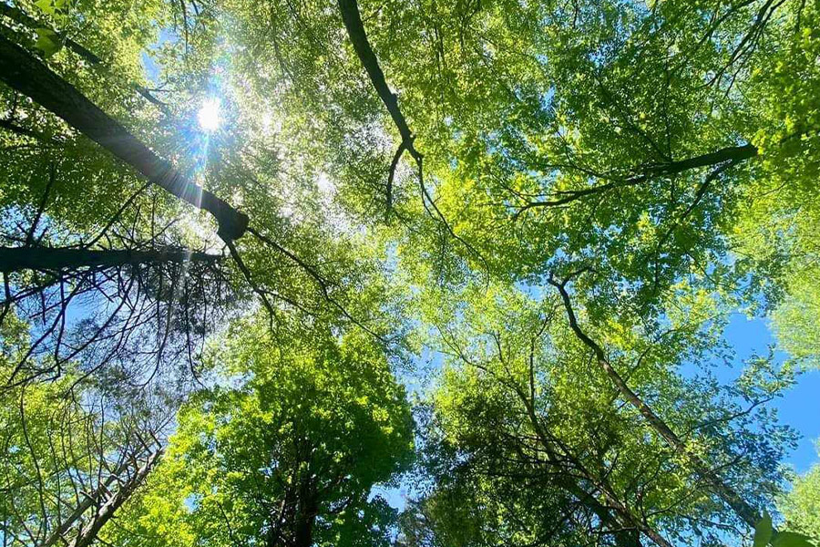 Les chauds rayons du soleil traversent les arbres verts