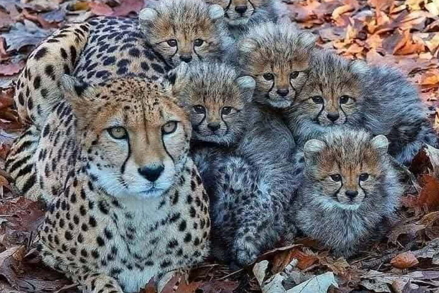 Une mère guépard avec ses six bébés