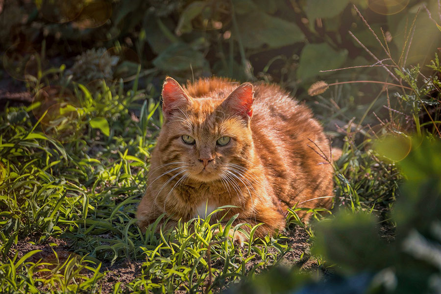 Chat maquereau assis