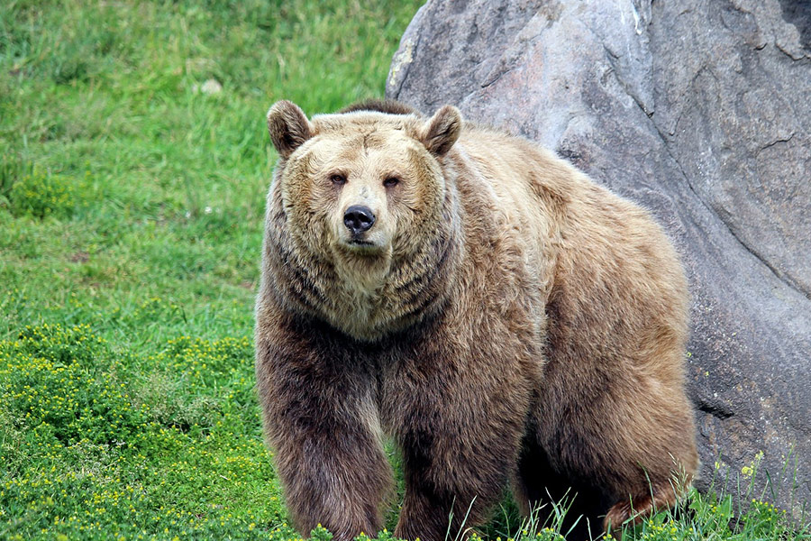 De grizzlybeer