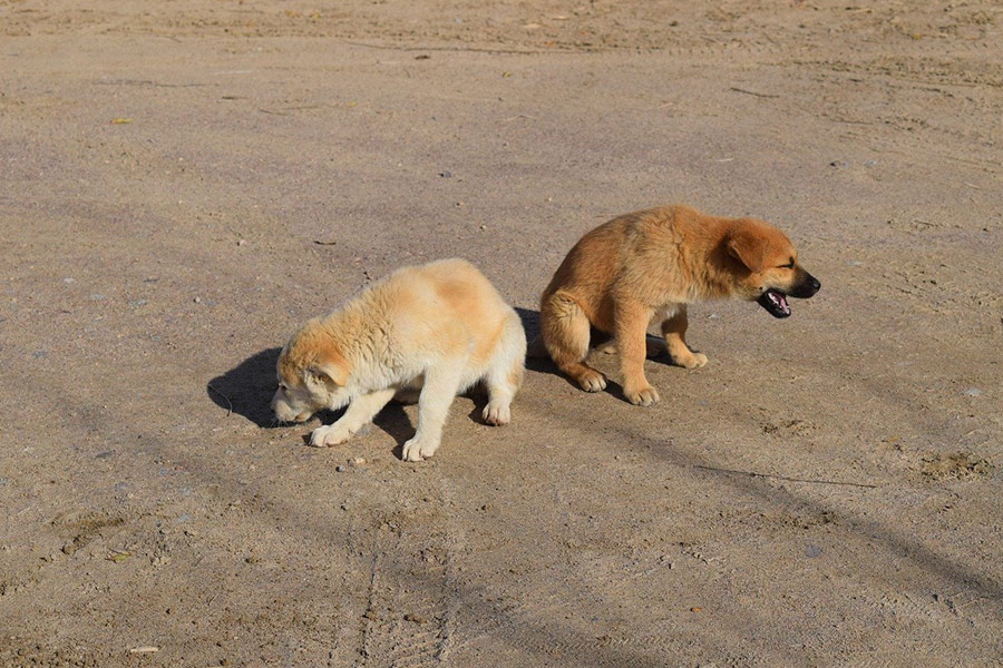 Twee puppy's