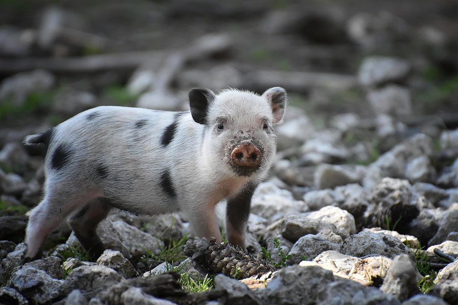 Petit cochon cochon