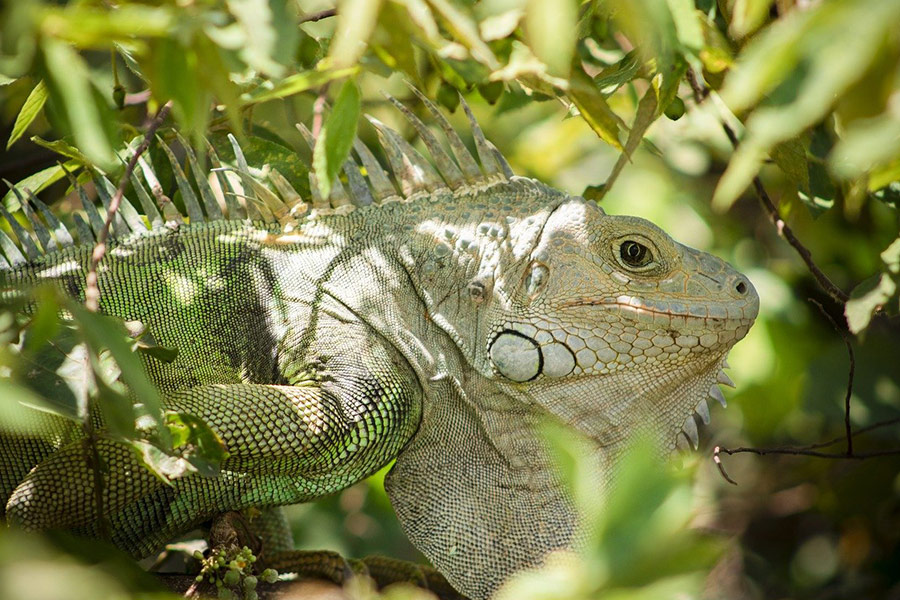 Reptile iguane vert clair