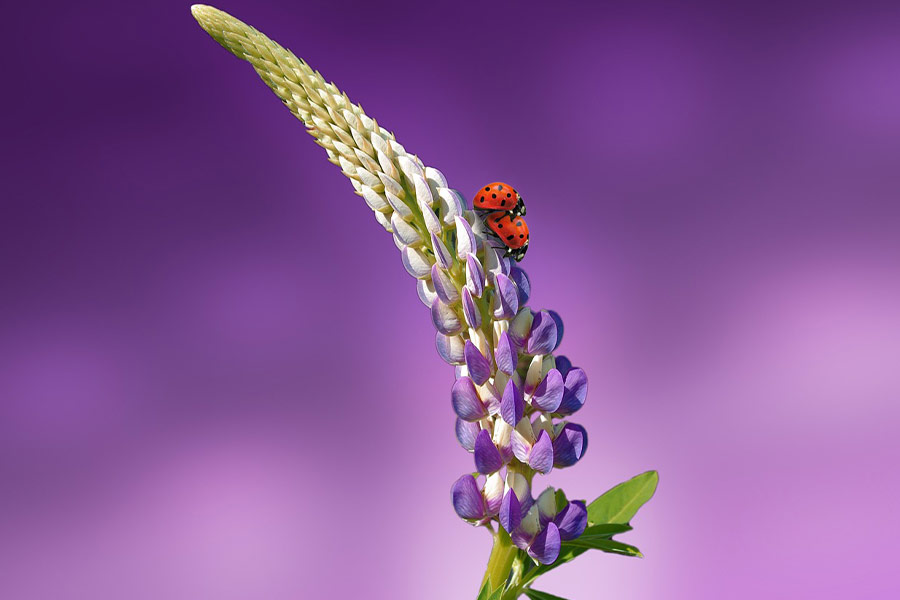 Due coccinelle 001