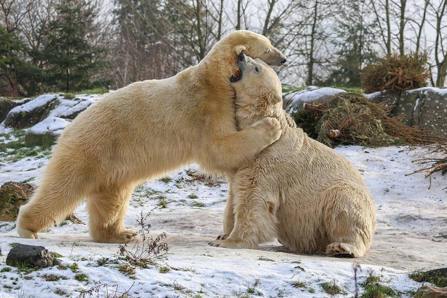 Ours polaires se battant ou s'embrassant