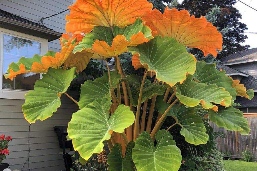 Riesige orangegrüne Caladium