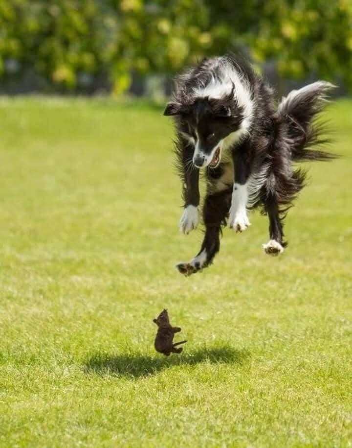 Chien Border Collie jouant