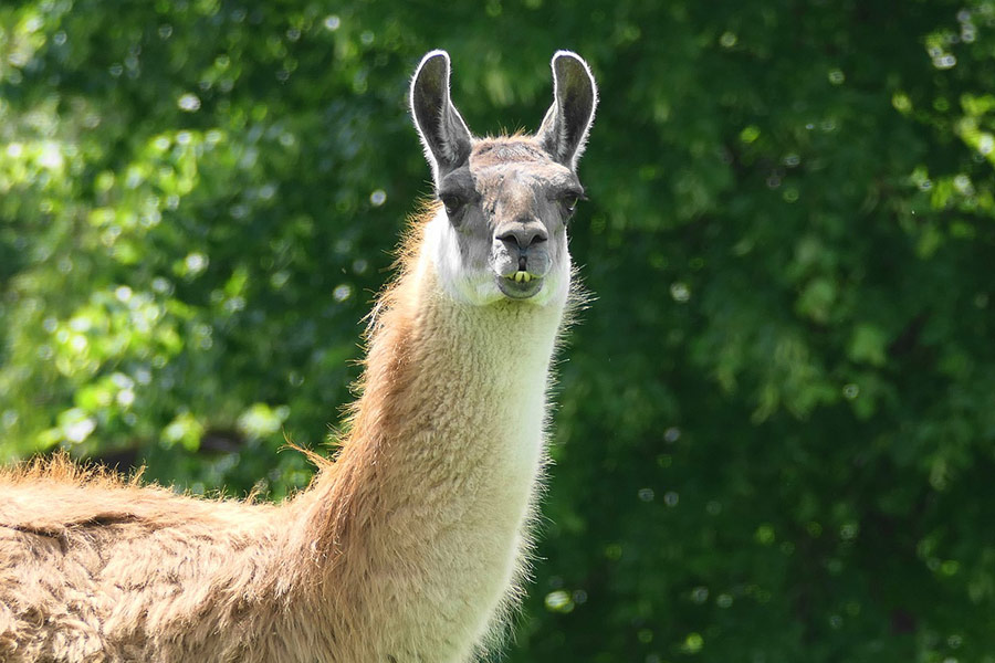 Lama 001