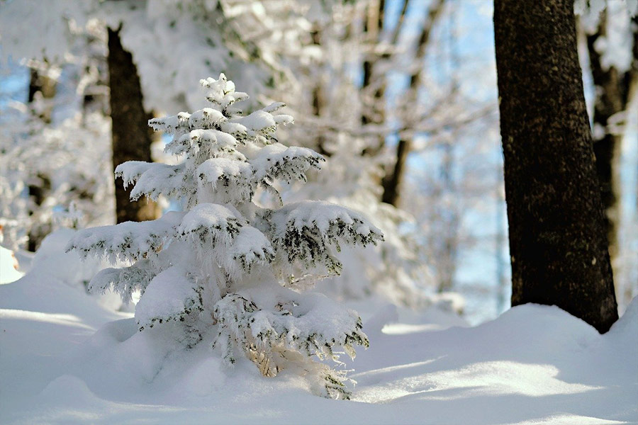 Pequeño árbol blanco nieve