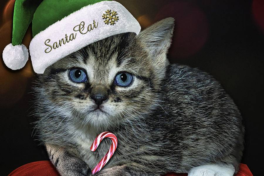 Chat chaton canne à sucre vert père Noël chaud