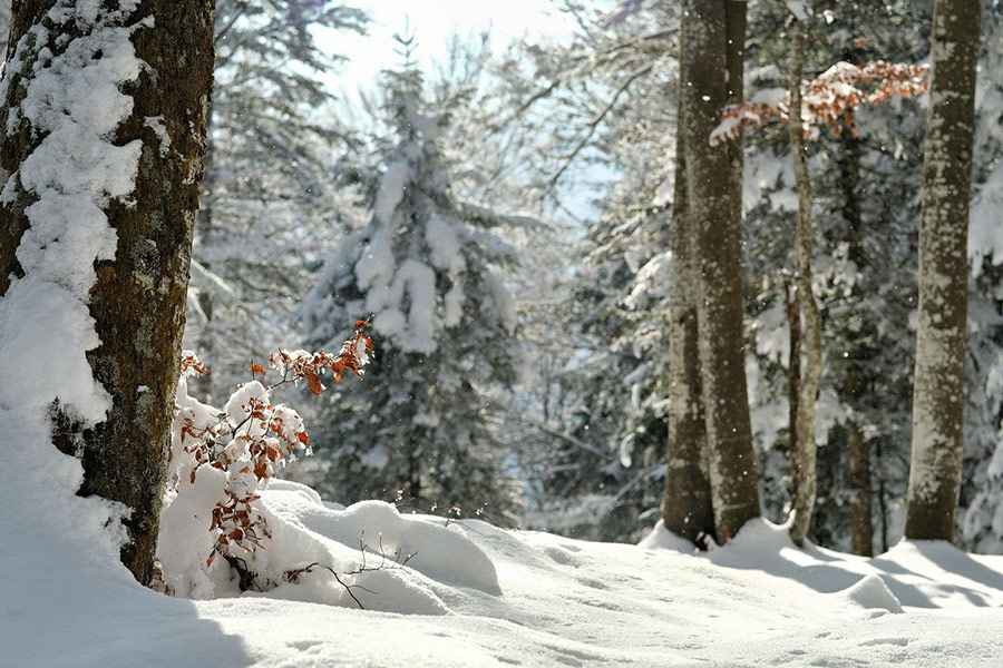 Wald im Winter