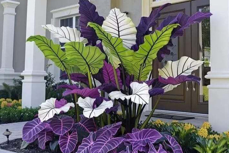 Verschiedene Arten der Alocasia-Pflanze