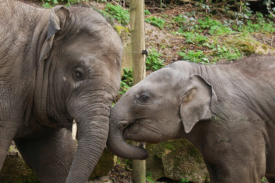 Lien entre une mère et son bébé éléphant