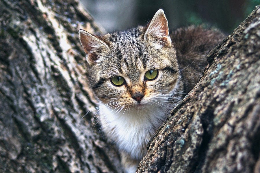 Poes in de boom