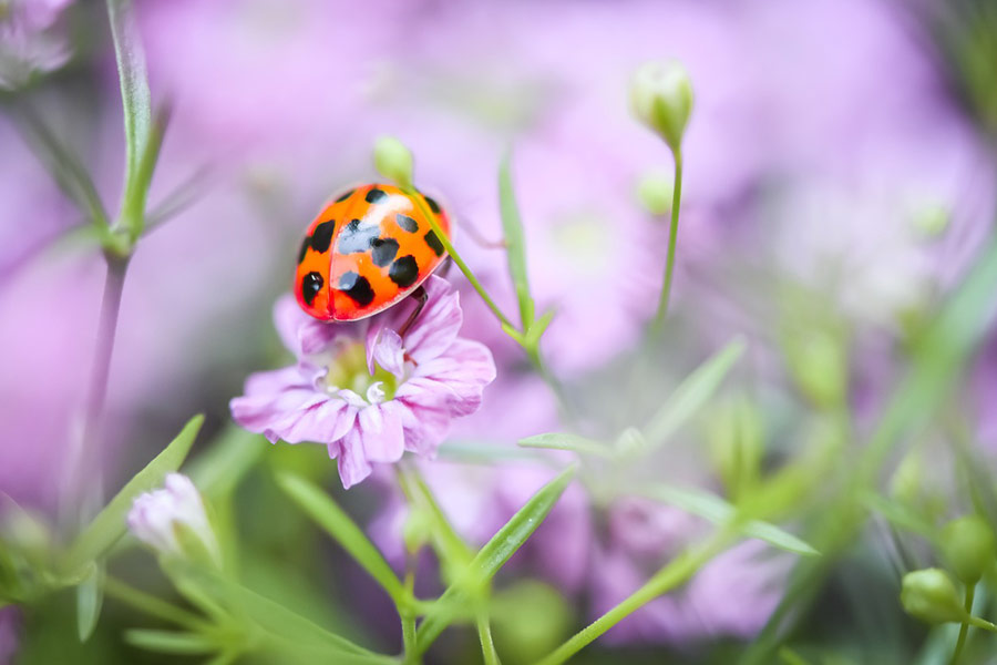 Coccinella nel fiore rosa