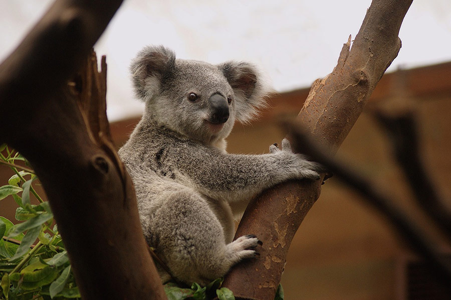 Buideldier koala dier