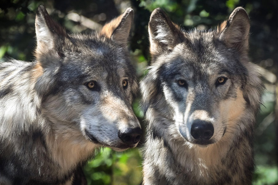 Deux animaux loups