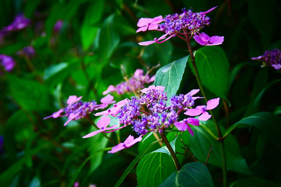 Rosige Immergrünblüten