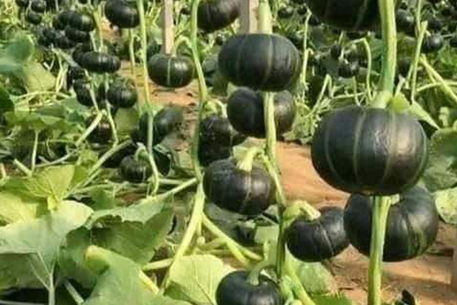 Zucche giapponesi