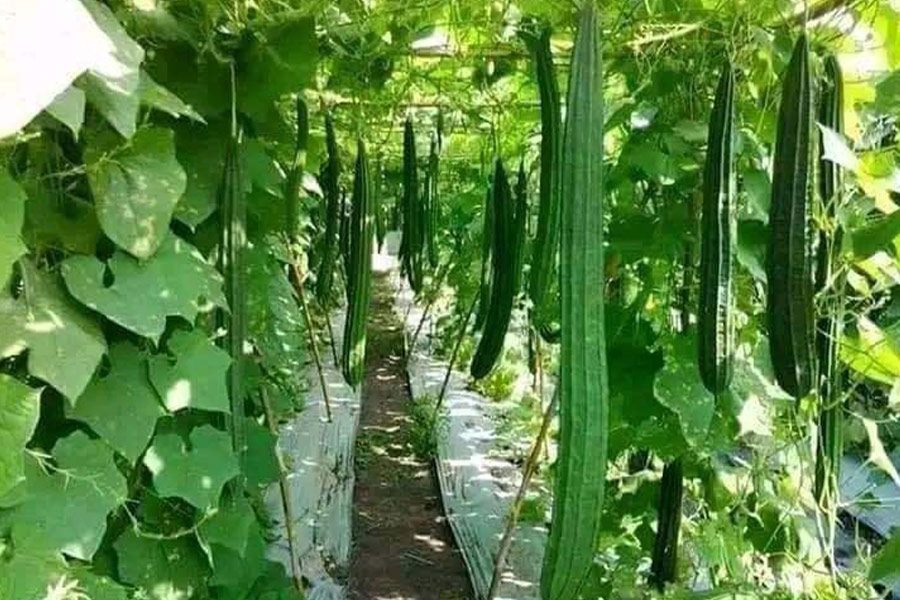 Luffa acutangula verdura