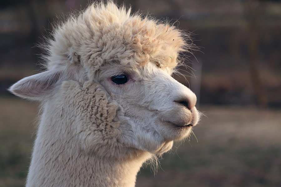 Animal lama alpaga