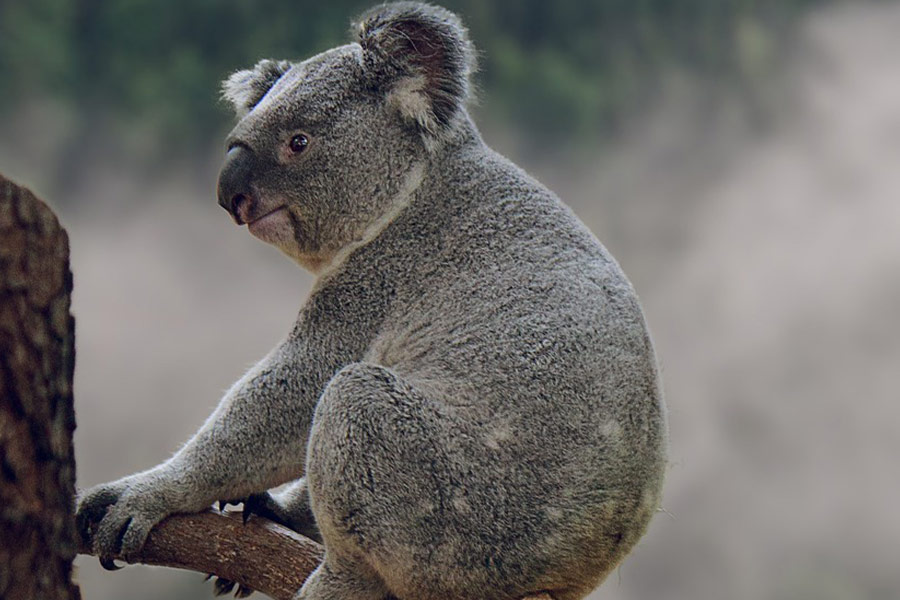 Koala animal 002